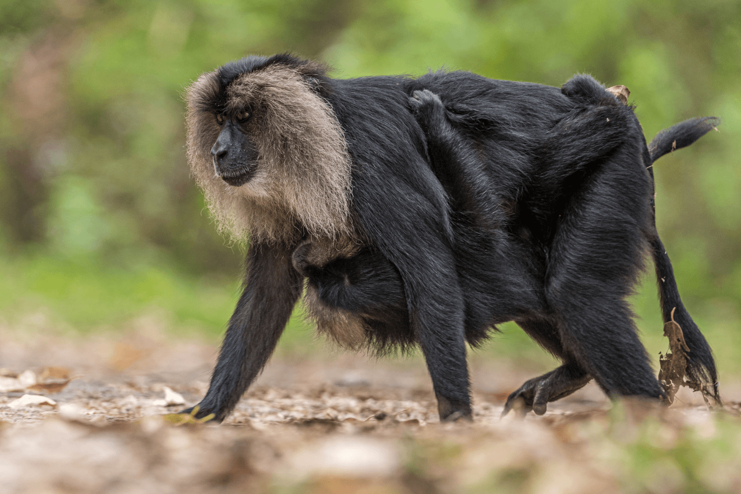 lion tailed macaque